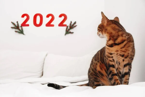 Battaniyenin üzerinde oturan sevimli, komik bengal kedisi, beyaz arka planda yatak, duvardaki 2022 numaralı kırmızı numaraya bakıyor. Yeni yılın kutlu olsun, sevimli evcil hayvanla, hayvanla..