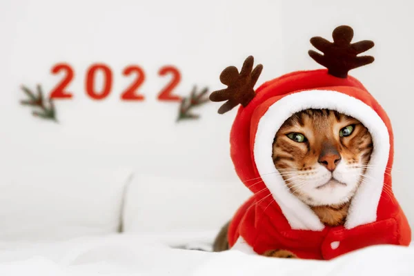 Sevimli bengal kedisi beyaz battaniyede boynuzları olan Noel geyiği kostümü giyer duvarda 2022 numaralı kırmızı arkaplanda yatar. Sevimli evcil hayvanın, hayvanın, yakın planda olduğu yeni yıl tebrik kartı..