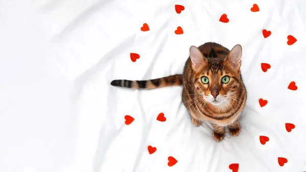 Adorable Cute Funny Green Eyed Bengal Cat Sitting White Blanket — Foto Stock