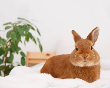 Beyaz, modern bir iç mekanda, yatakta uzanmış kameraya bakan sevimli, sevimli tavşan tavşanı. Zeki sevimli hayvan, evcil hayvan, dinleniyor, dinleniyor..