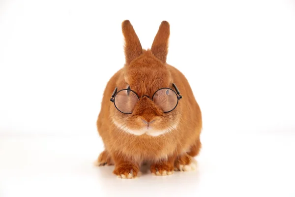 Aranyos piros nyuszi, dekoratív nyúl szemüveget visel ül fehér háttér nézi kamera.Állat rossz látás, kisállat professzor vagy diák.Másolás tér — Stock Fotó