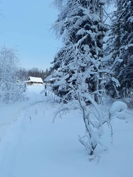 冬の山 端の森の近くの小屋 — ストック写真