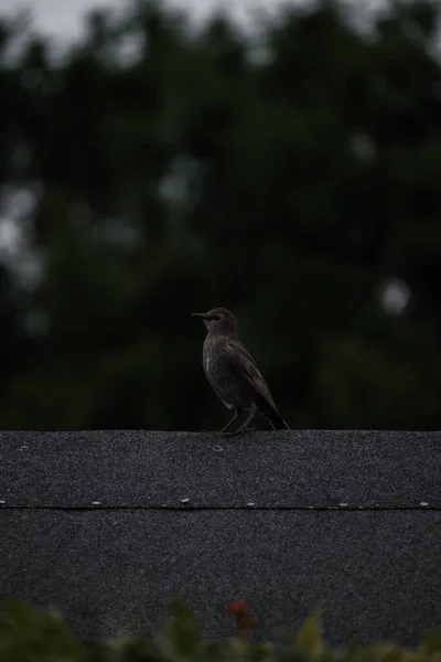 Młodzieńczy Blackbird Siedzący Szczycie Szopy — Zdjęcie stockowe
