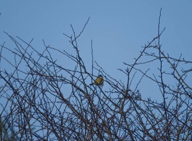 Beautifully colourful Blue Tit perched in a tree catching some early morning sunshine 