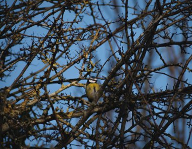 Beautifully colourful Blue Tit perched in a tree catching some early morning sunshine 