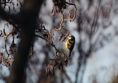 Beautifully colourful Blue Tit perched in a tree catching some early morning sunshine 