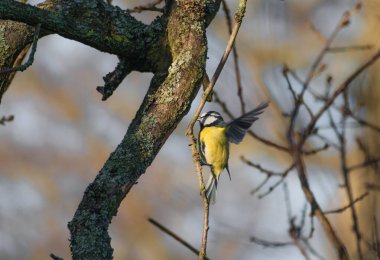 Beautifully colourful Blue Tit perched in a tree in the early morning sun
