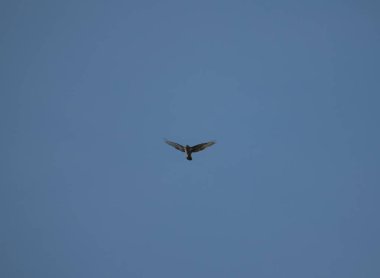 Büyük Akbaba İngiltere 'de sabahın erken saatlerinde gökyüzünde süzülerek yemek arıyor.