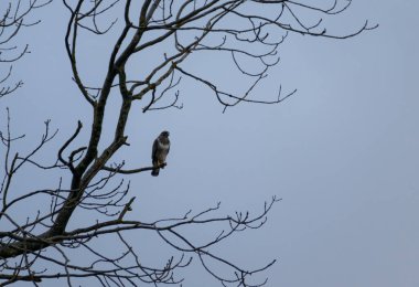Ağaca tünemiş yemek arayan Büyük Şahin. 