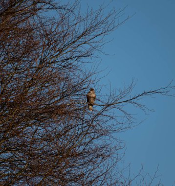 Ağaca tünemiş yemek arayan Büyük Şahin. 