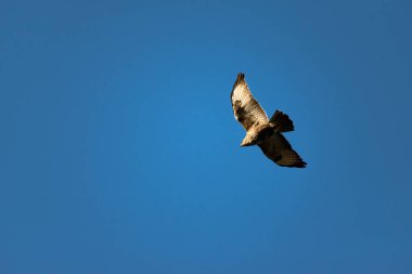 Büyük Akbaba İngiltere 'de sabahın erken saatlerinde gökyüzünde süzülerek yemek arıyor.