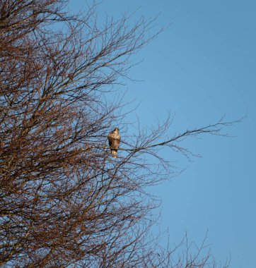 Ağaca tünemiş yemek arayan sıradan Şahin. 