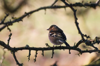Chaffinch kışın İngiltere 'de bir ağaca tünemiş.