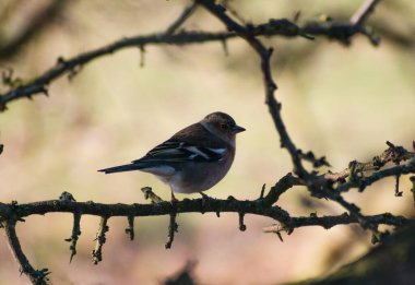 Chaffinch kışın İngiltere 'de bir ağaca tünemiş.