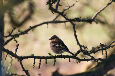Chaffinch kışın İngiltere 'de bir ağaca tünemiş.