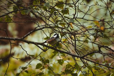 Coal Tit perched in a tree during British summer time 