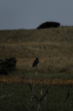 Ölü bir ağaca tünemiş karga. 
