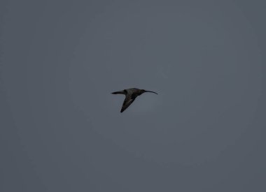 Gökyüzünde dalgalanan kıvrımlar 