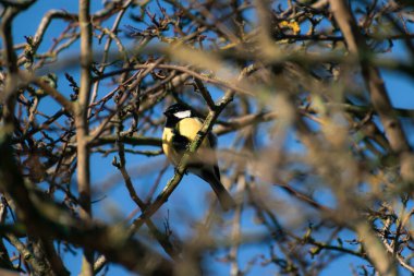 Great Tit perched in a tree during the sunny morning of the winter