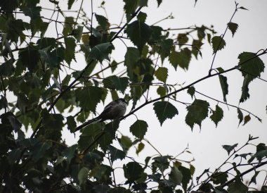Long Tailed Tit perched on a branch during the early morning of summer