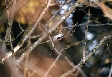 Long Tailed Tit perched on a branch during the early morning of winter