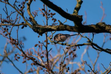 Long Tailed Tit perched on a branch during the early morning of winter