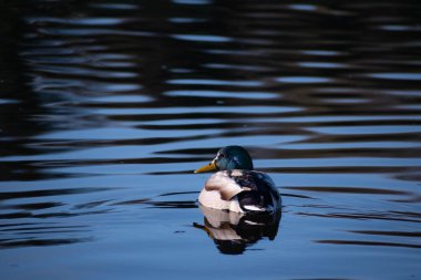 # Mallard güzel sakin nehirde # 