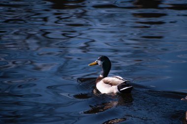 # Mallard güzel sakin nehirde # 