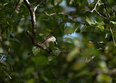 Marsh Tit perched on a small tree branch