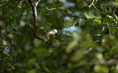 Marsh Tit perched on a small tree branch