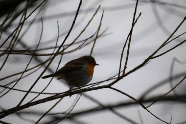 İngiltere 'de kış mevsiminde güzel ve zarif Robin Redgöğüs.