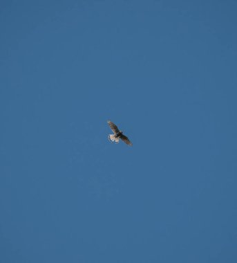 Atmaca, bir sonraki yemeği bulmak için hava akımında geziniyor.