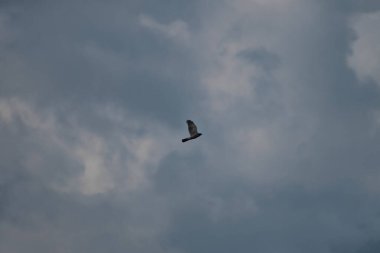 Atmaca, bir sonraki yemeği bulmak için hava akımında geziniyor.