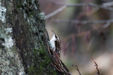Ağaç Sürüngeni yemek için büyük bir ağacın kabuğunu arıyor.