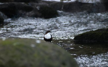 Beyaz boğazlı Dipper bir nehrin kayalıklarına tünemiş bir sonraki yemeğini arıyor.