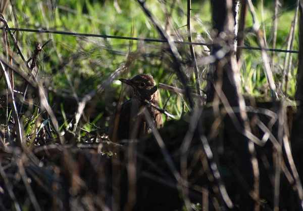 Pájaro Negro Común Seto Busca Algo Luz Solar — Foto de Stock