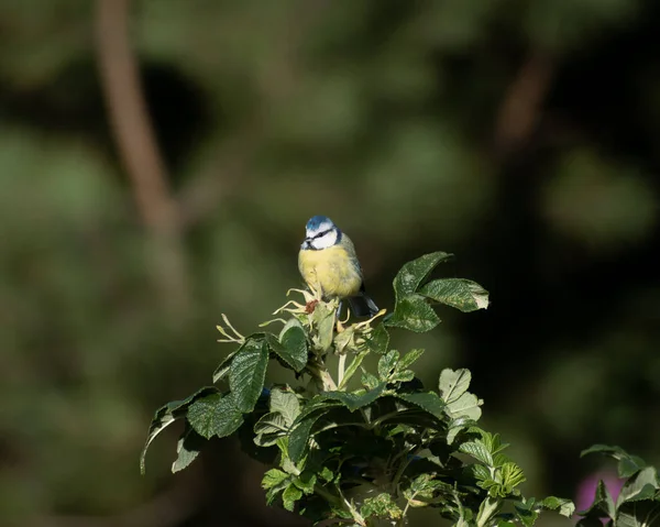 Beautifully Colourful Blue Tit Perched Tree Catching Some Early Morning — Stok fotoğraf