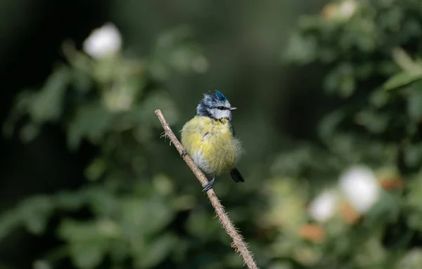 Beautifully Colourful Blue Tit Perched Tree Catching Some Early Morning — 图库照片