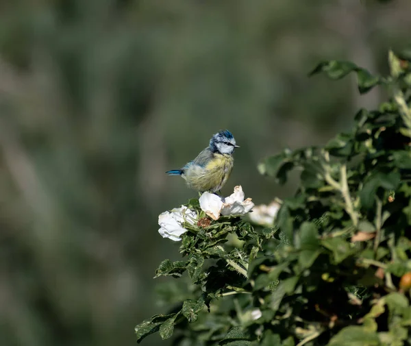 Beautifully Colourful Blue Tit Perched Tree Catching Some Early Morning — Stok fotoğraf