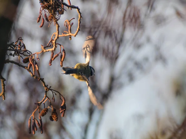 Beautifully Colourful Blue Tit Perched Tree Catching Some Early Morning — Zdjęcie stockowe