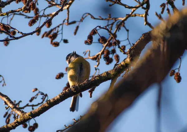 Beautifully Colourful Blue Tit Perched Tree Catching Some Early Morning — Stok fotoğraf