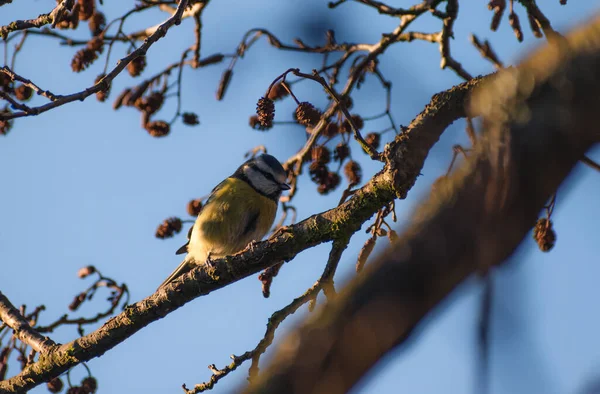 Beautifully Colourful Blue Tit Perched Tree Catching Some Early Morning — Photo