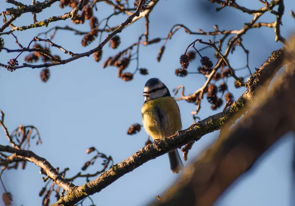 Beautifully Colourful Blue Tit Perched Tree Catching Some Early Morning — Stock Fotó