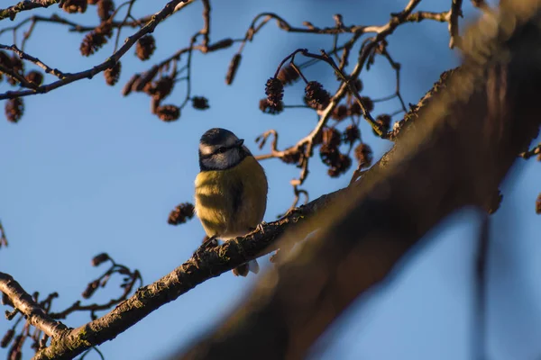 Beautifully Colourful Blue Tit Perched Tree Catching Some Early Morning — Stockfoto