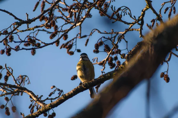 Beautifully Colourful Blue Tit Perched Tree Early Morning Sun — Stock fotografie