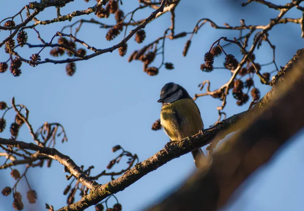 Beautifully Colourful Blue Tit Perched Tree Early Morning Sun — Stock Fotó