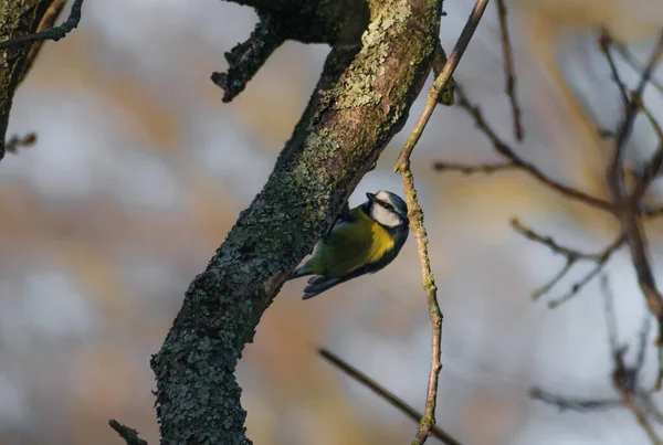 Beautifully Colourful Blue Tit Perched Tree Early Morning Sun — Fotografia de Stock