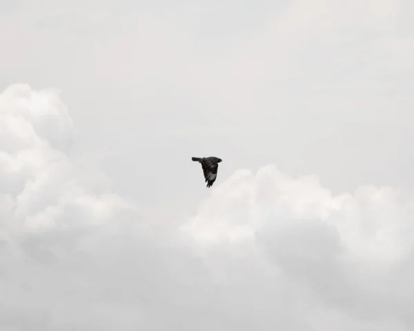 Великий Common Buzzard Ширяє Небесах Раннього Ранку Великій Британії Під — стокове фото