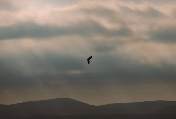 Большой Общий Buzzard Парящий Небе Рано Утром Великобритании Поисках Еды — стоковое фото