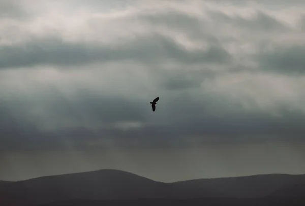 Big Common Buzzard Care Urcă Cerul Dimineții Devreme Marea Britanie — Fotografie, imagine de stoc
